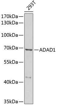 ADAD1 Polyclonal Antibody
