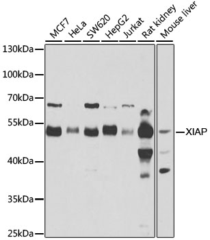 [KO Validated] XIAP Polyclonal Antibody