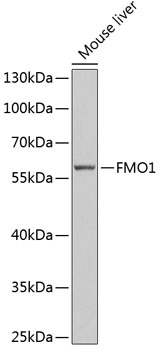 FMO1 Polyclonal Antibody