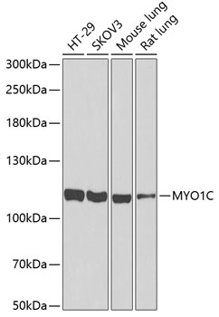 MYO1C Polyclonal Antibody