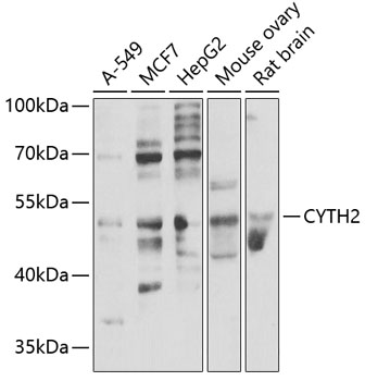 CYTH2 Polyclonal Antibody
