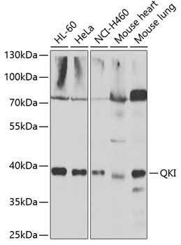 QKI Polyclonal Antibody
