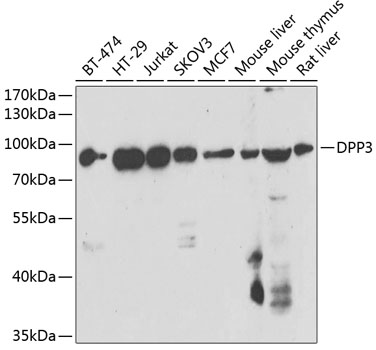 DPP3 Polyclonal Antibody