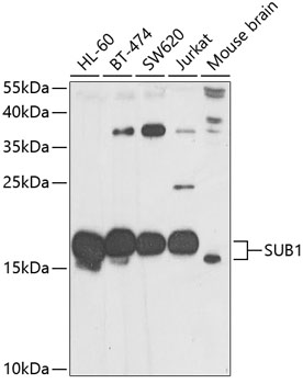 SUB1 Polyclonal Antibody