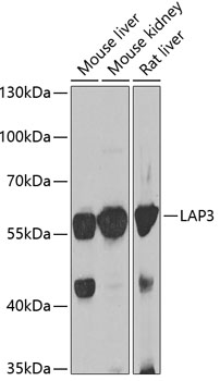 LAP3 Polyclonal Antibody