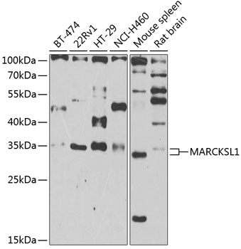 MARCKSL1 Polyclonal Antibody