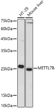 METTL7B Polyclonal Antibody