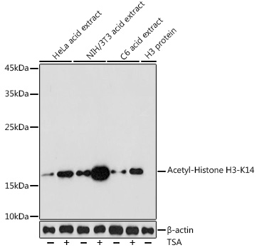 Acetyl-Histone H3-K14 pAb