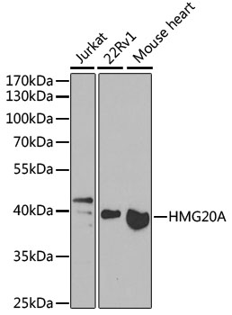 HMG20A Polyclonal Antibody