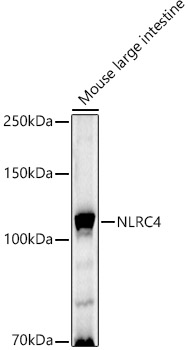 NLRC4 Polyclonal Antibody