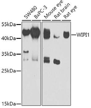 WIPI1 Polyclonal Antibody