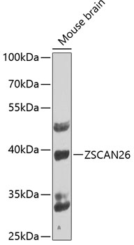ZSCAN26 Polyclonal Antibody