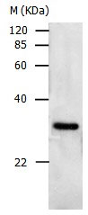 PCNA Antibody