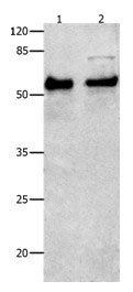 SMAD4 Antibody