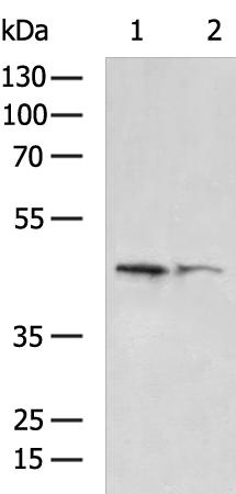 NFKBID Antibody