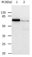 ABCB8 Antibody