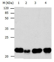 BID Antibody