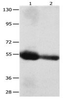 CEACAM1 Antibody