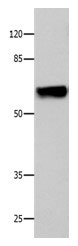 CNGA2 Antibody