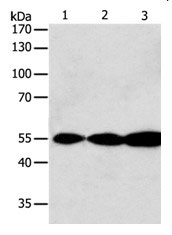 GSR Antibody