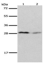 KLK7 Antibody
