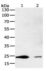 FBXO32 Antibody