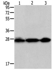 PDCD10 Antibody