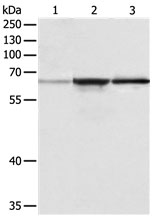 TRAF6 Antibody