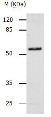 CASP10 Antibody