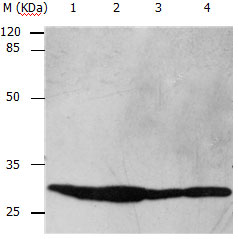 YWHAB Antibody