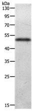 ADIPOQ Antibody