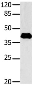 GNAZ Antibody