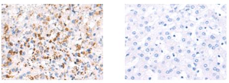 FGF7 Antibody