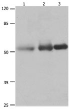 PVRL1 Antibody