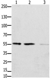 EPOR Antibody