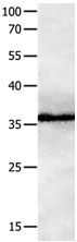 GPR3 Antibody