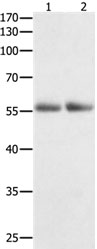 HDAC1 Antibody