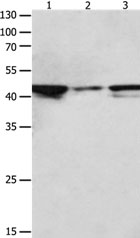 MAP2K2 Antibody