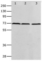 PRMT5 Antibody