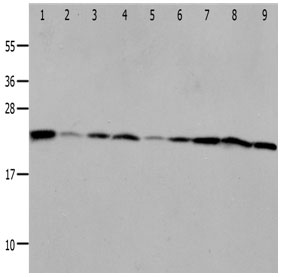 PRDX1 Antibody