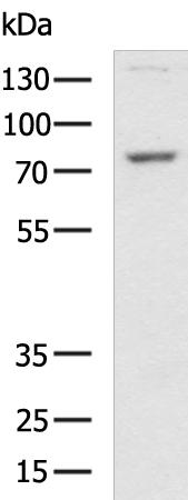 SLC39A6 Antibody