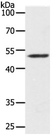 Map2 Antibody