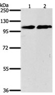 NFATC4 Antibody