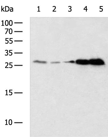 NIT2 Antibody
