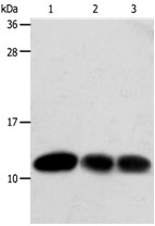 TXN Antibody