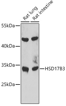 HSD17B3 Polyclonal Antibody