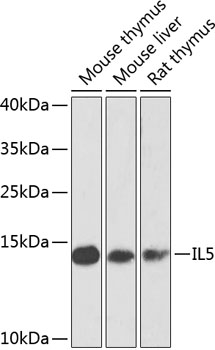 IL5 Polyclonal Antibody