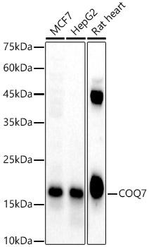 COQ7 Polyclonal Antibody
