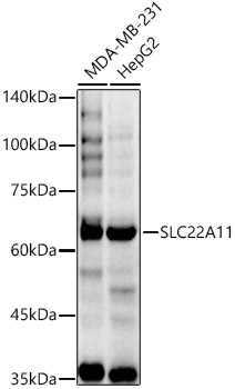 SLC22A11 Polyclonal Antibody