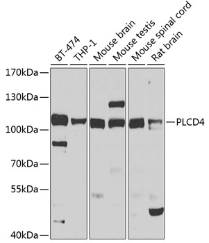PLCD4 Polyclonal Antibody